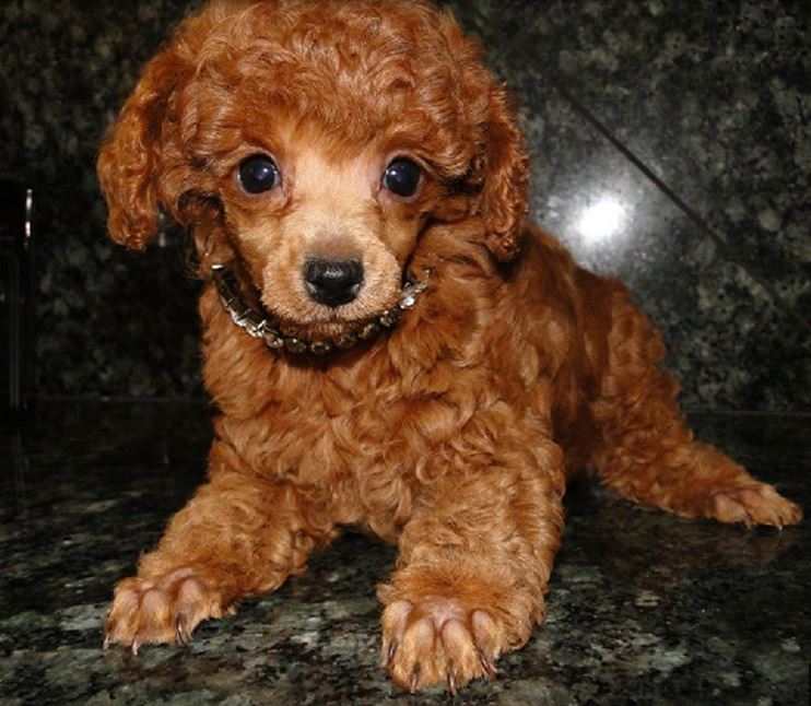 Red toy poodle puppy pictures.JPG
