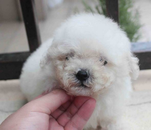 Small cutest dog picture of young white poodle puppy.JPG
