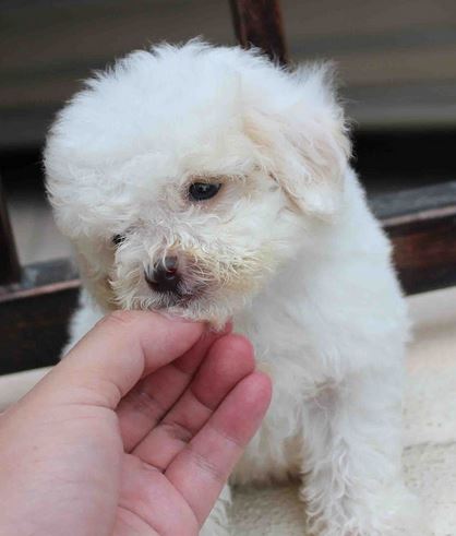 Smallest puppy picture of white toy poodle dog.JPG
