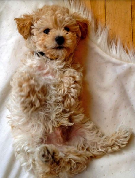 Tan Toy poodle puppy picture.JPG

