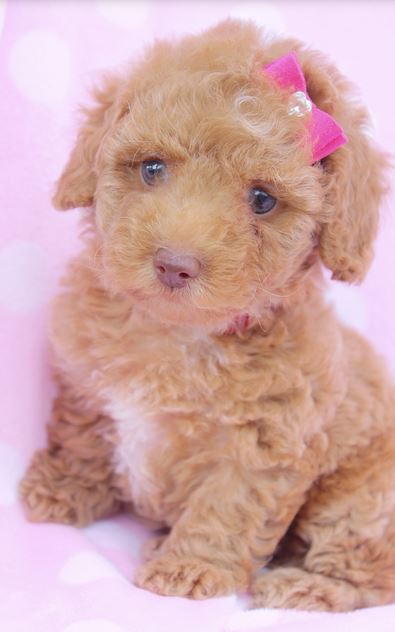 Tiny toy poodle puppy pictures.JPG

