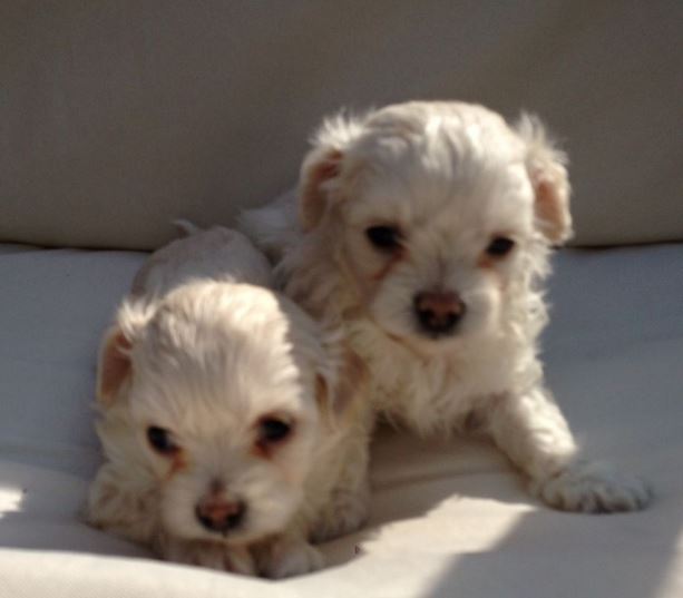 Toy Poodle Chihuahua Mix Puppies.JPG
