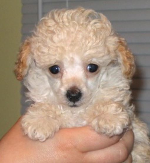 Toy Poodle puppy face picture.JPG
