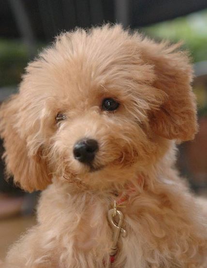 Toy poodle puppy in light brown with fluffy ears.JPG
