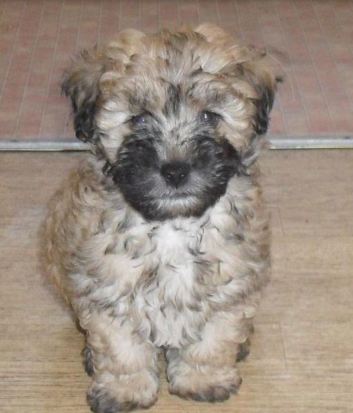 Unique mixed dogs picture of Lhasa Apso poodle mix in tan and black patterns.JPG

