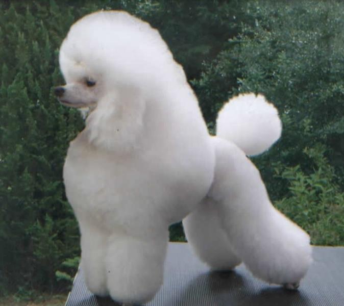 White miniature poodle dog picture.JPG
