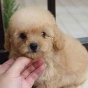Young Apricot Toy Poodle Puppy in tan.JPG
