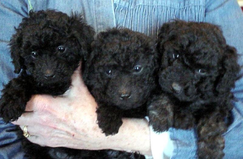 Young black poodle puppies photos.JPG
