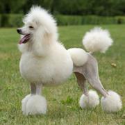 Beautiful French poodle dog picture in white.JPG
