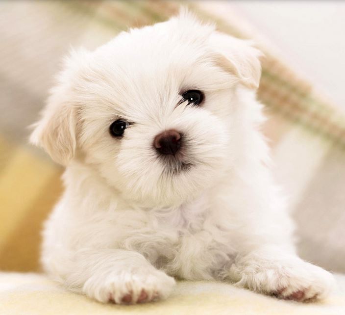 Beautiful little poodle pup in white.JPG
