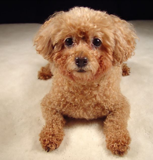 Beautiful miniature poodle in dark tan with large black eyes.JPG
