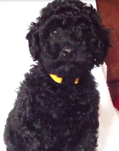 Black miniature poodle photo.JPG
