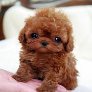 Baby teacup poodle puppy in redish brown color.JPG
