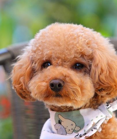 Beautiful brown poodle dog.JPG
