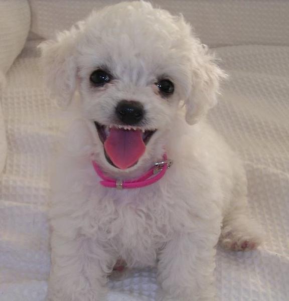 Cute poodle puppy in white.JPG
