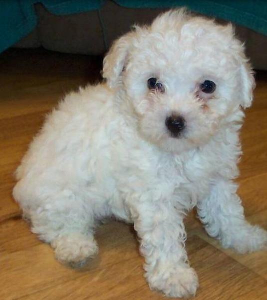 Cute white poodle puppy with large black eyes.JPG
