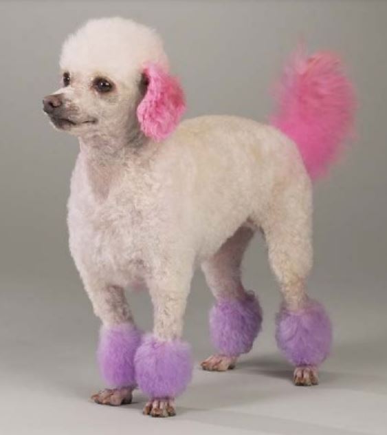 Dog dyed pur pictures of poodles.JPG
