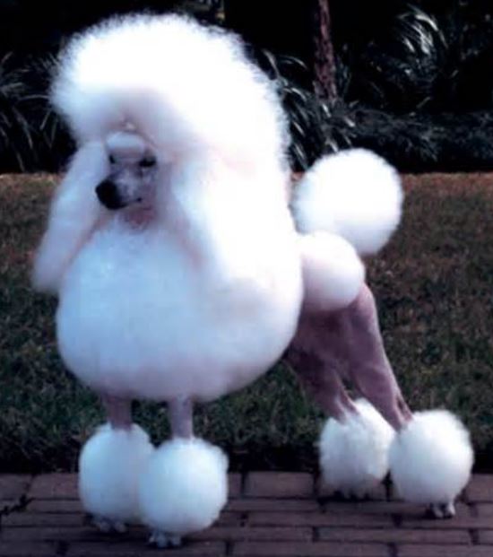 French miniature poodle puppy with beautiful poodle haircuts picture.JPG
