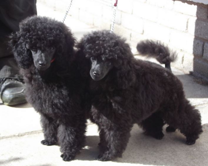 Large black toy poodle dogs image.JPG
