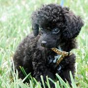 Curly hair dogs picture of black toy poodle puppy standing on the grass.JPG
