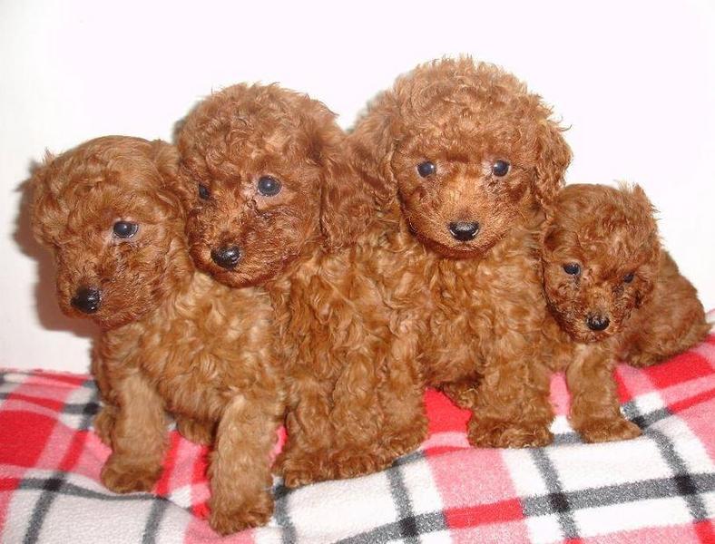 Cute dogs picture of redish brown poodle breeds.JPG
