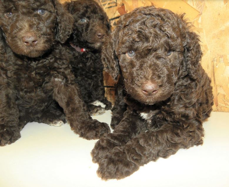 Chocolate poodle puppies picture.JPG
