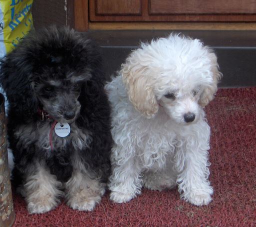 Black toy poodle pup standing next to white poodle puppy.JPG

