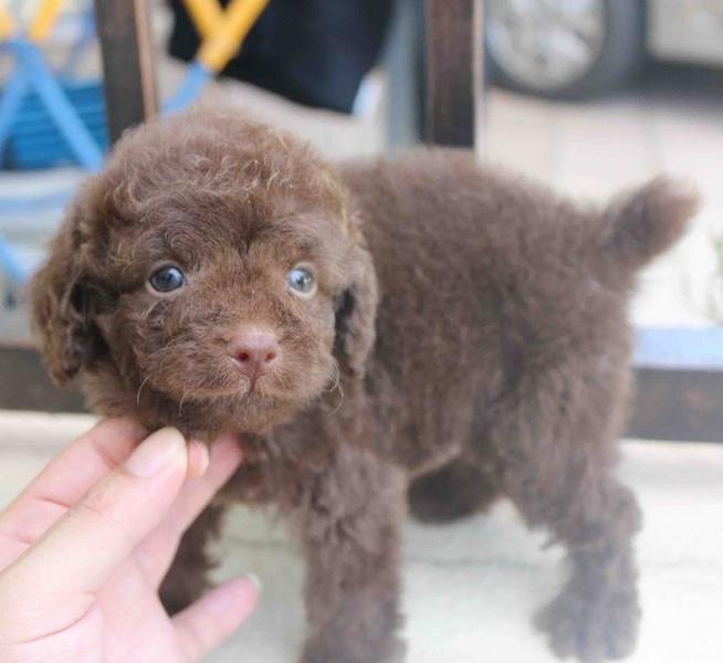 Chocolate puppy pictures of Chocolate toy poodle young puppy.JPG
