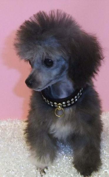 Classic poodle dogs photo of grayish black teacup toy poodle puppy with long ears.JPG
