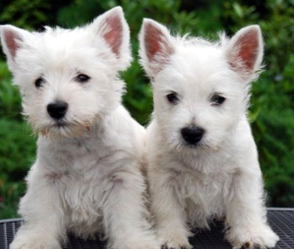 Beautiful white westie pups picture.PNG
