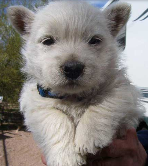 Close up picture of White terrier puppy face.PNG
