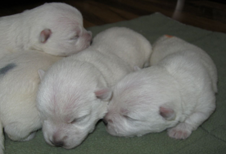 Newborn westie puppies pictures.PNG
