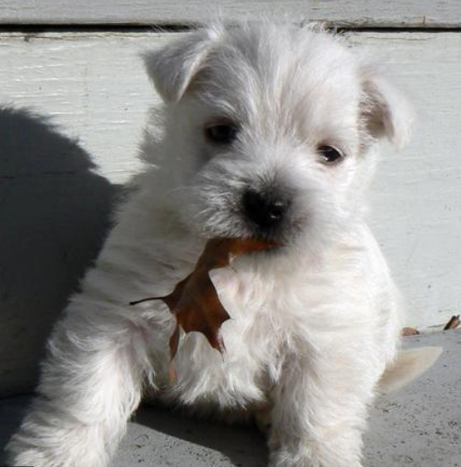 Playful puppy pictures of Westie bitting on a brown leave.PNG
