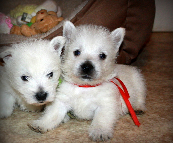 Scottish dogs breeding pictures of westie pups.PNG
