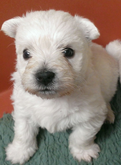 Small pup picture of white terrier puppy.PNG
