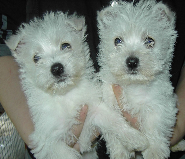 Two Poltalloch Terrier breedings.PNG
