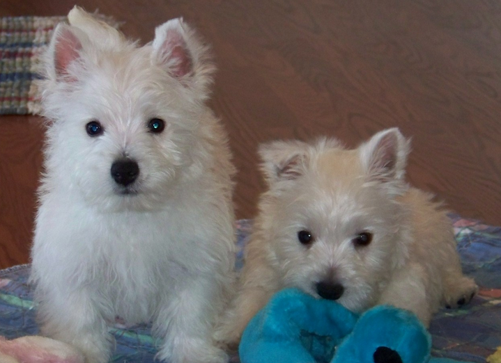 Two white Poltalloch Terriers picture.PNG
