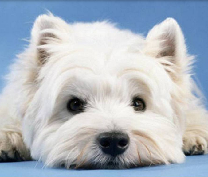 West Highland White Terrier pup face close up picture.PNG
