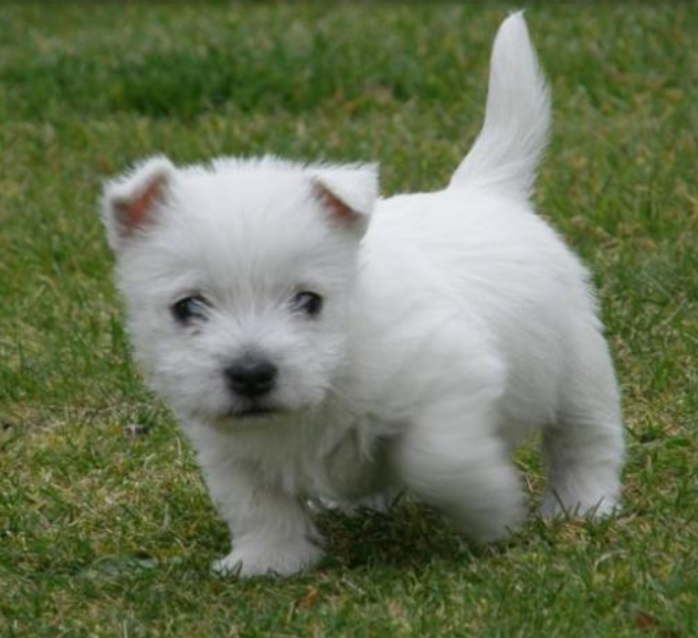 West Highland White terrier pup playing on the grass.PNG
