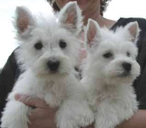 Westie Puppies in white.PNG
