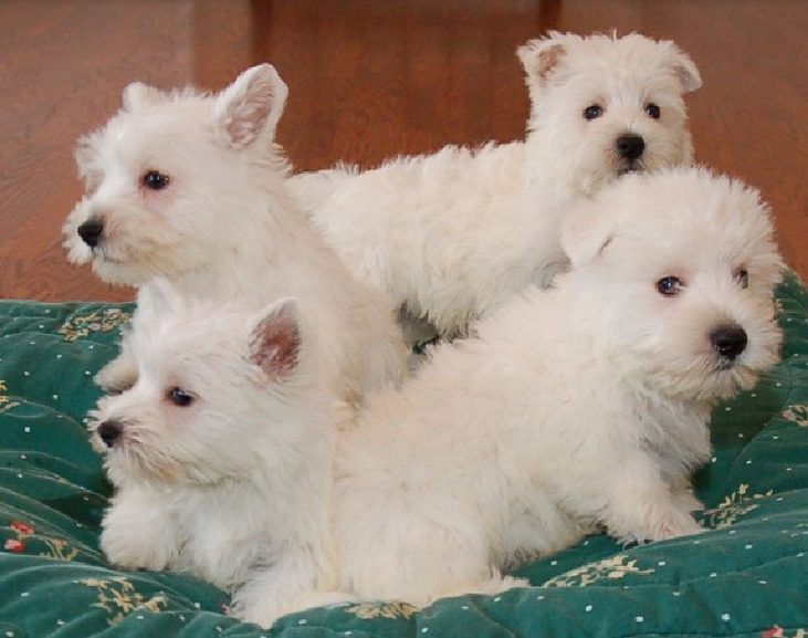 Westie Puppies photos.PNG
