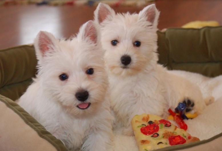 Westy puppies picture.PNG
