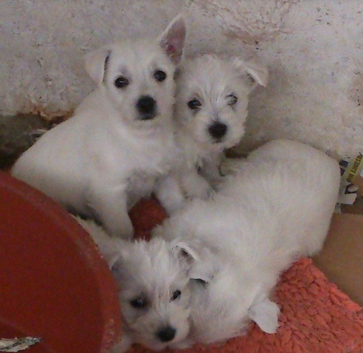White Roseneath Terrier dogs picture.PNG
