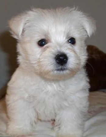 White Roseneath Terrier pup picture.PNG

