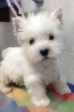 White Roseneath Terrier puppy picture.PNG
