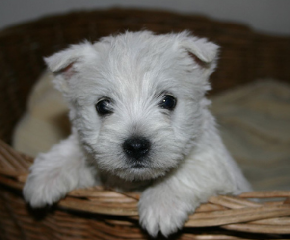 White terrier puppy image.PNG
