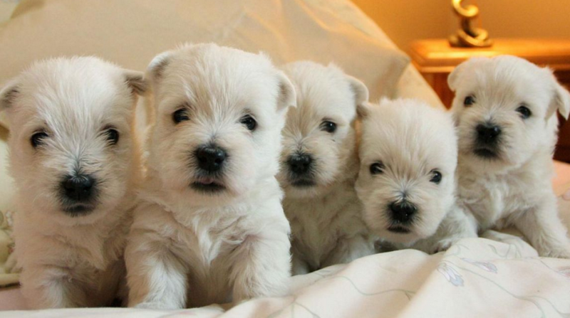 White Westie breeds pictures.PNG
