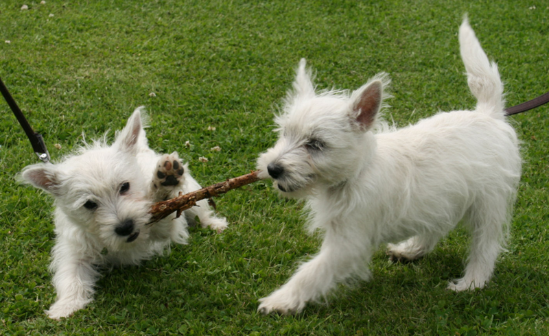 Playful puppies picture of Westie dogs.PNG
