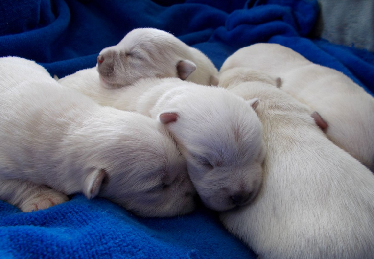 Westie newborn puppies pictures.PNG
