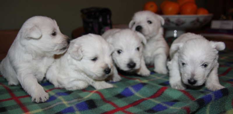 White Scottish dogs picture of Westie puppies.PNG
